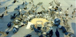 Anna Valeria Borsari, Rappresentazione, presentazione, azione, 1979, otto stampe fotografiche, documentazione fotografica dell'azione realizzata a Milano in Piazza del Duomo