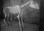 Foto cavallo di Maiuri a Pompei 1941 1942 archivio fotografico del Parco archeologico di Pompei