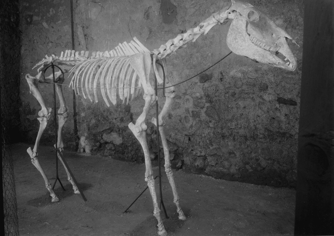 Foto cavallo di Maiuri a Pompei 1941 1942 archivio fotografico del Parco archeologico di Pompei