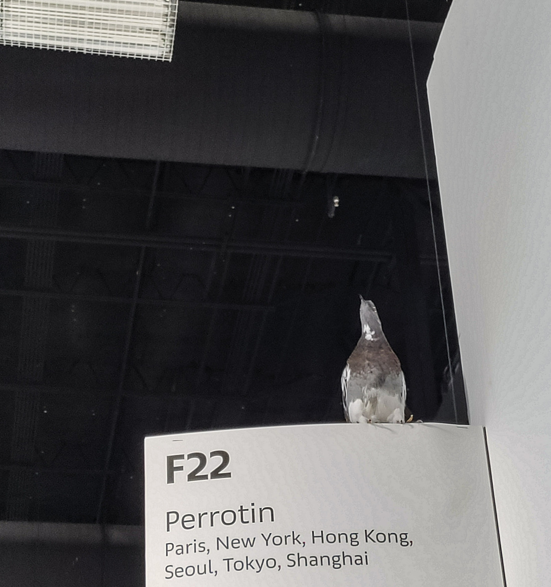 I piccioni di Maurizio Cattelan allo stand di Perrotin ad Art Basel Miami Beach. Photo Maurita Cardone