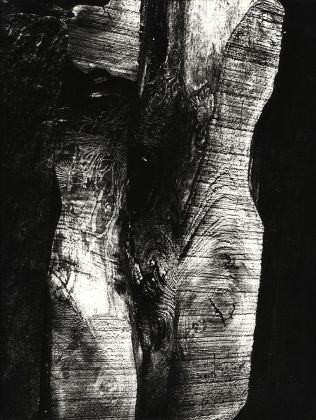 Mario Giacomelli, Motivo suggerito dal taglio dell'albero. Courtesy Archivio Mario Giacomelli