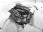Michele Guido, Xylella Project, 2017 21, fotografie 11x15 cm, in b n stampate con processo Durts Lambda su carta llford, vetri a.r. luxar 26 x 60 cm, gesso, acciaio