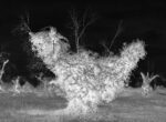 Michele Guido, Xylella Project, 2017 21, fotografie 11x15 cm, in b n stampate con processo Durts Lambda su carta llford, vetri a.r. luxar 26 x 60 cm, gesso, acciaio