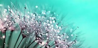 Natsai Audrey Chieza, Dandelion