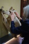 Percorso tattile. Un tocco di natura al Museo di storia naturale di Venezia Giancarlo Ligabue. Courtesy Fondazione Musei Civici di Venezia