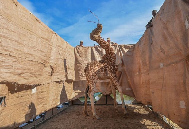 Rescue of Giraffes from Flooding Island © Ami Vitale, United States, for CNN