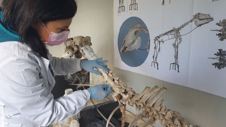 Pompei, Restauro cavallo di Maiuri in laboratorio