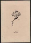 Alberto Martini Le mystere de Marie Roget, cm 18.1x26