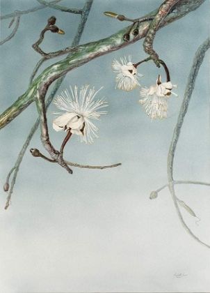 Margherita Leoni, Pseudobombax grandiflorum, acquerello, cm 210 x 140
