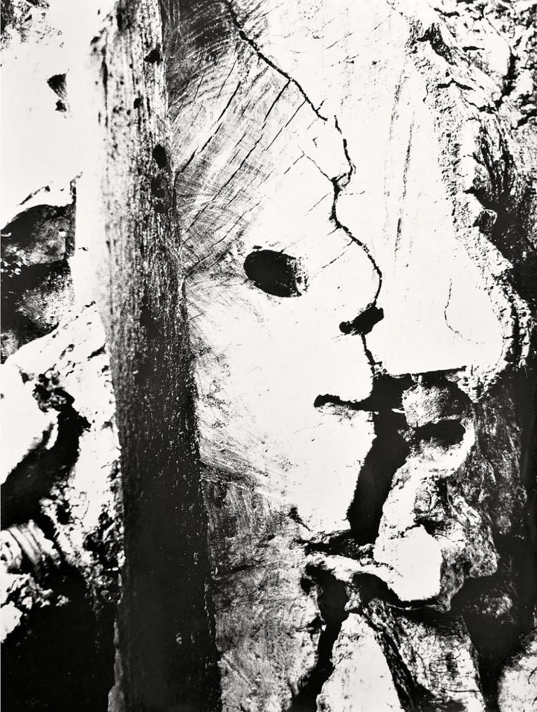 Mario Giacomelli, Motivo suggerito dal Taglio dell'Albero, 1968