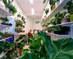 Palma a Roma. Il negozio di piante dell'artista Gabriele De Santis