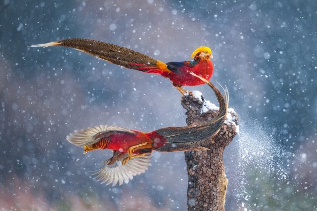 Dancing in the snow by Qiang Guo, China©Qiang Guo, Wildlife Photographer of the Year (1200x800)