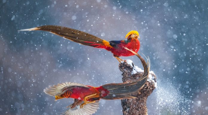 Dancing in the snow by Qiang Guo, China©Qiang Guo, Wildlife Photographer of the Year (1200x800)