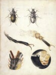 Drawing; magnified studies of a ground beetle (Carabus nemoralis) by Beatrix Potter, ca. 1887. Linder Bequest. © Victoria and Albert Museum, London