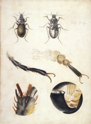 Drawing; magnified studies of a ground beetle (Carabus nemoralis) by Beatrix Potter, ca. 1887. Linder Bequest. © Victoria and Albert Museum, London