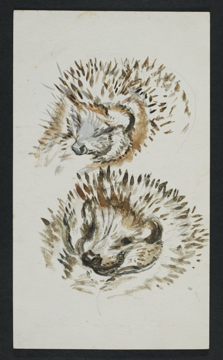 Drawing of a hedgehog assumed to be Mrs Tiggy c.1904. Watercolour over pencil on paper. Linder Bequest. © Victoria and Albert Museum London courtesy Frederick Warne Co Ltd. Al V&A la mostra su Beatrix Potter, l'adorata Illustratrice inglese di libri per bambini