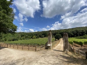 Nei giardini di Villa Giulia a Roma nasce la vigna didattica del Museo Etrusco