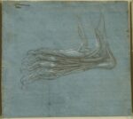 Leonardo da Vinci, Anatomia di una zampa, dorso. Royal Collection Trust, Windsor Castle