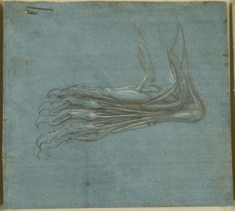 Leonardo da Vinci, Anatomia di una zampa, dorso. Royal Collection Trust, Windsor Castle