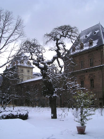 Orto Botanico di Torino, inverno 2004, foto di Clematic, CC BY SA 3.0