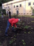 Studenti al lavoro nella vigna didattica di Villa Giulia a Roma