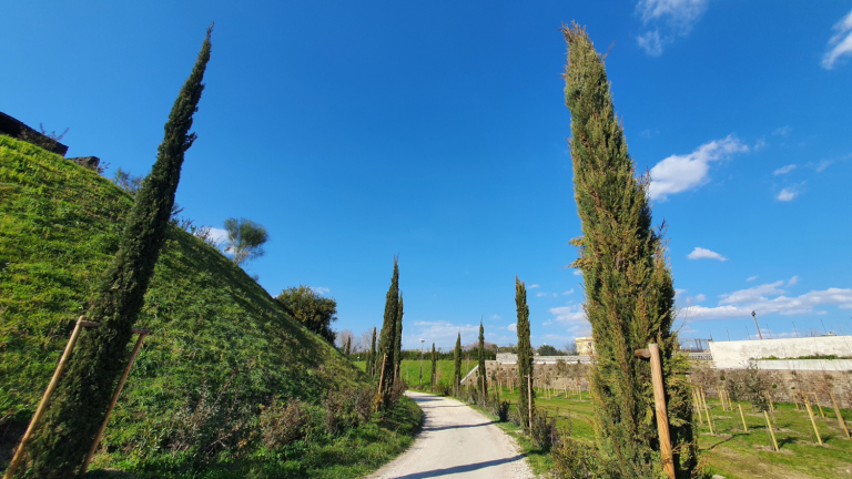 Bosco Piazza Anfiteatro CC Parco Archeologico Pompei