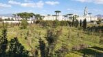 Bosco Piazza Anfiteatro CC Parco Archeologico Pompei