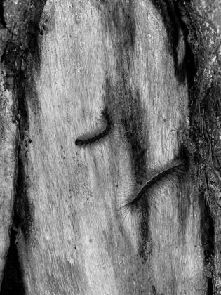 Hyphantria cunea su pioppo. Photo Arianna Tremolanti