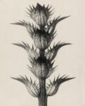 Karl Blossfeldt, Acanthus mollis, 1898–1928. The Museum of Modern Art, New York, Thomas Walther Collection