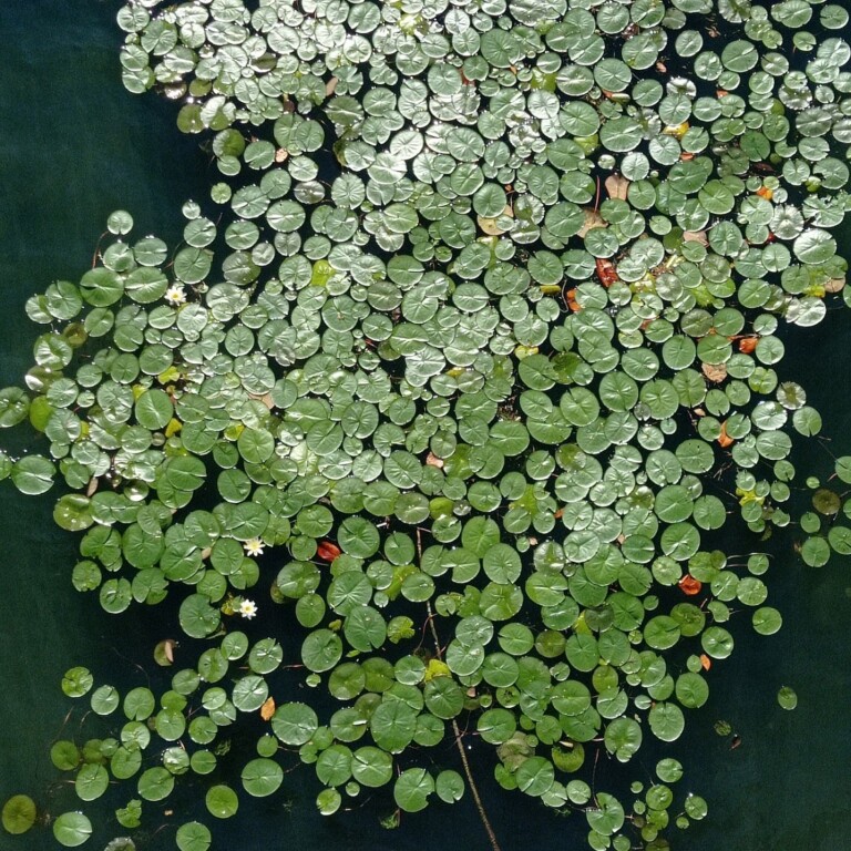 Ninfee nel parco di Villa Sucota, Fondazione Antonio Ratti