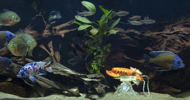 Bas van Beek. Scultura per acquario Lobster Telephone dalla serie Aquarium, collezione Collectie op Zuid, 2020. Resina di poliestere. Ispirato a Salvador Dalí. Courtesy the Artist