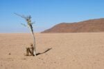 Biennale Namibia RAIN FOR SHADE Photo ©RENN