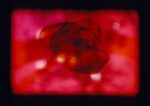 Bruno Munari, Vetrino per proiezione multifocale (per messa a fuoco variabile), 1952. Courtesy Fondazione Jacqueline Vodoz e Bruno Danese. Photo © Roberto Marossi