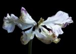 Carla van de Puttelaar, Hortus Nocturnum, archival pigment print montata su dibond, 54x77 cm