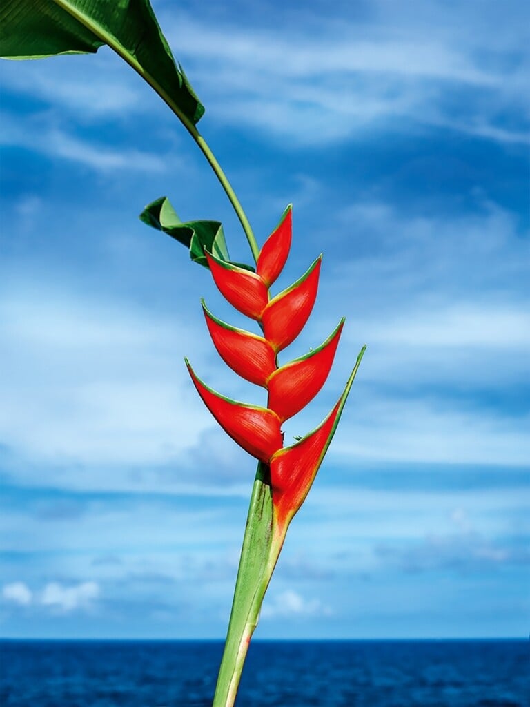 David LaChapelle, Heliconia No. 1, Hawaii 2019 20 © David LaChapelle