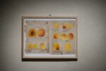 Francesco Garnier Valletti, Modelli e disegni. Museo della Frutta e Accademia di Agricoltura