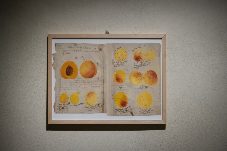 Francesco Garnier Valletti, Modelli e disegni. Museo della Frutta e Accademia di Agricoltura