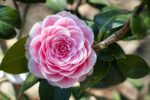 Il camelieto del Castello di Miradolo. Camellia Duchesse Decazes