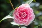 Il camelieto del Castello di Miradolo. Camellia japonica Albinio Botti