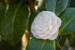 Il camelieto del Castello di Miradolo. Camellia japonica alba plena