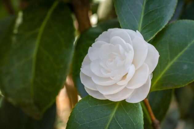 Il camelieto del Castello di Miradolo. Camellia japonica alba plena