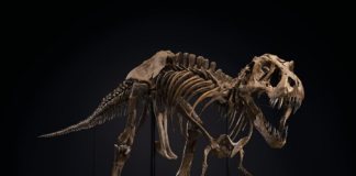Lo scheletro del T Rex Stan venduto da Christie's nell'ottobre 2020. Courtesy Christie's Images Ltd.