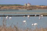 Riserva Naturale delle saline di Trapani e Paceco