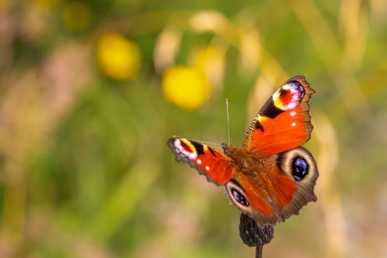 Aglais io