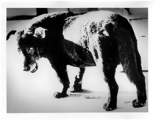 Daido Moriyama, Stray dog, Misawa, 1971 © Daido Moriyama Photo Foundation. Courtesy Akio Nagasawa Gallery