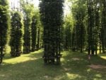 Giuliano Mauri Cattedrale Vegetale Arte Sella ph Claudia Giraud 4 1200x900 1 Morta a 98 anni Carlotta Strobele, una delle fondatrici di Arte Sella