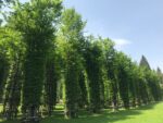 Giuliano Mauri Cattedrale Vegetale Arte Sella ph Claudia Giraud 5 1200x900 1 Morta a 98 anni Carlotta Strobele, una delle fondatrici di Arte Sella