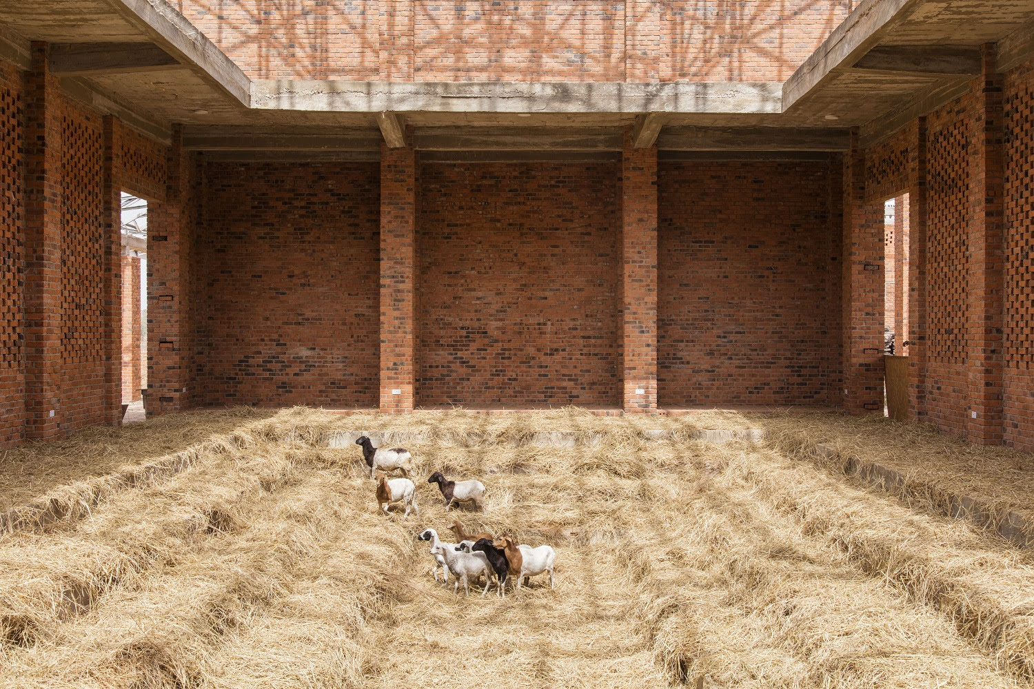 Ibrahim Mahama, Sheep and Hay. Parliament of Ghosts Series. Red Clay Tamale