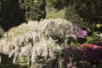 Il giardino del Ronco dei Fiori con la “nuvola” di glicine, Fondazione Marguerite Arp, Locarno. Foto Roberto Pellegrini, Bellinzona