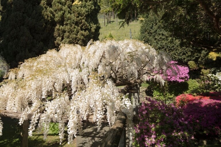 Il giardino del Ronco dei Fiori con la “nuvola” di glicine, Fondazione Marguerite Arp, Locarno. Foto Roberto Pellegrini, Bellinzona